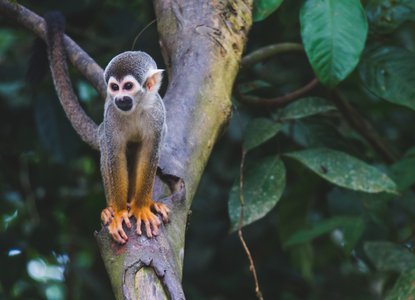 Monkey in jungle
