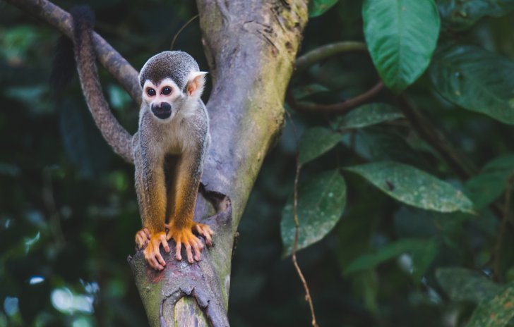 Monkey in jungle