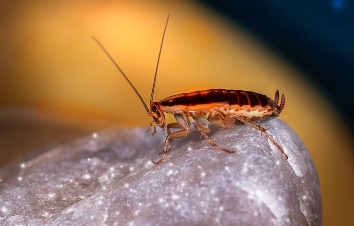 La Cucaracha.jpg