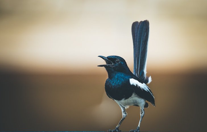 Magpie_song_nursery_rhyme.jpg