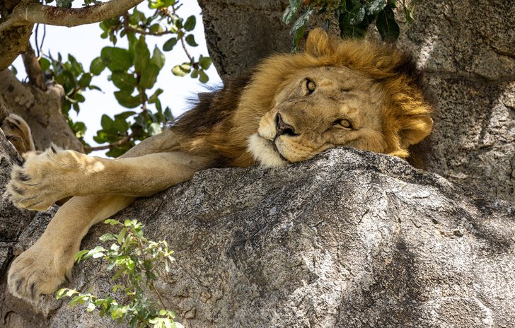 Lion