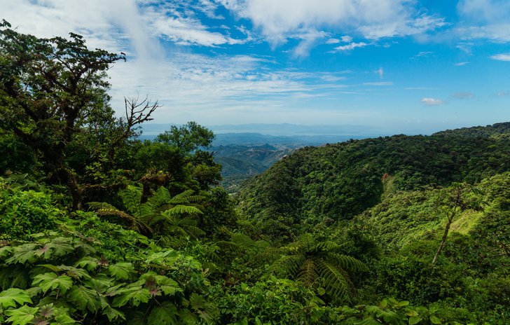 Jungle