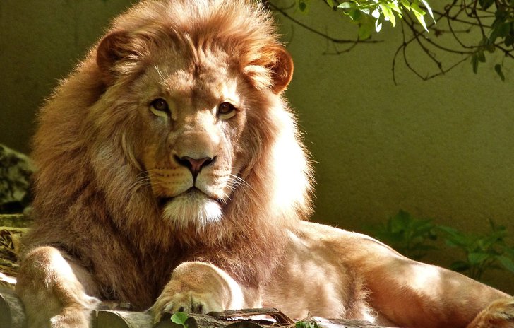 In the jungle