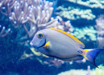 Under the sea