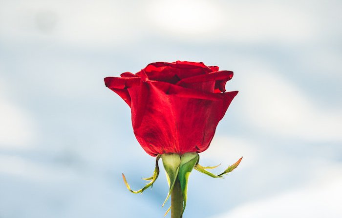Red_rose.jpg